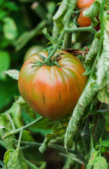 Photo with red and green tomatoes ripening in the greenhouse on the bushes.