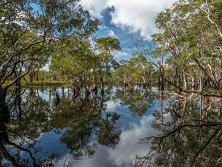 The Melaleuca cajuputi in Pra Thong island, Phang Nga Thailand