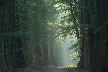 Trees along foggy forest path in summer.