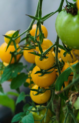 Photo with yellow and green tomatoes ripening in the greenhouse on the bushes.