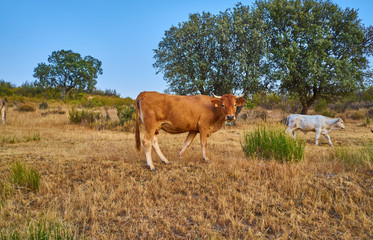 Cows grazing in the sunset of Extremadura, Spain