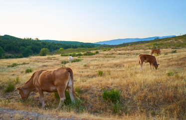Cows grazing in the sunset of Extremadura, Spain