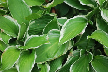 Fototapeta na wymiar Picture of garden plant