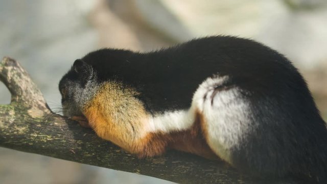Sleeping Prevost's squirrel also known as or Asian tri-colored squirrel, Callosciurus prevostii.