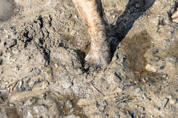 Dog paw in a puddle with liquid mud. Spring walks in nature.