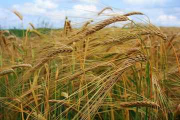 Golden ears of wheat in the field