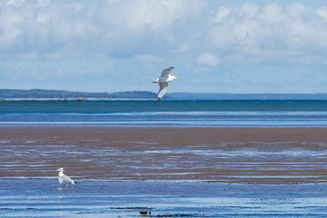 Low tide