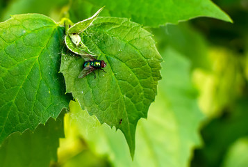 Shiny metallic green blow fly, also known as greenbottle or bluebottle (Calliphoridae) sitting on the green leaf.