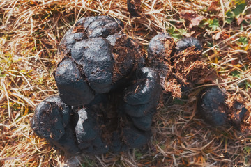 Fresh horse poop in the ass close-up