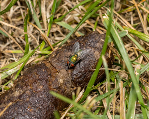 Green Bottle fly, blow fly, eating dog feces in yard