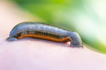 Aquatic Leech sucking blood on skin,Leeches were used in medicine from ancient