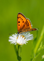  Silver-washed fritillary. Orange butterfly with a black pattern on a meadow flower closeup, green blurred background.