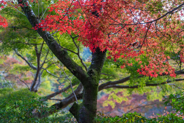 Autumn leaves in the sun light