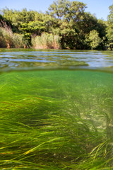 Underwater world of Krka National Park, Croatia
