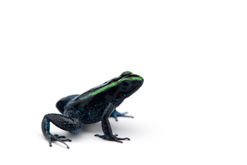 The Poison dart frog isolated on white background