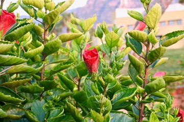 red plant in the garden