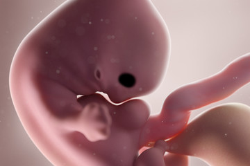 3d rendered medically accurate illustration of a human fetus - week 7