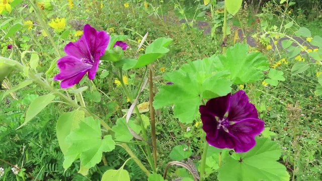 mallow blossom in summer time on a meadow.