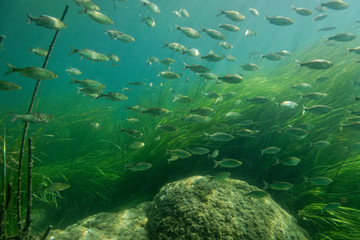 Fototapeta na wymiar Shoal of fish on Krka River
