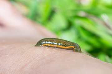 Aquatic Leech sucking blood on skin,Leeches were used in medicine from ancient
