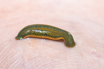 Aquatic Leech sucking blood on skin,Leeches were used in medicine from ancient