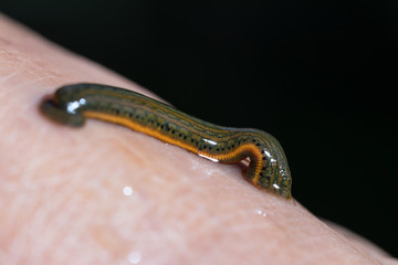 Aquatic Leech sucking blood on skin,Leeches were used in medicine from ancient