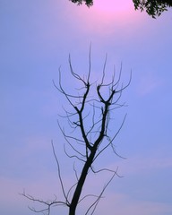 silhouette of a tree on blue background
