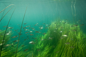 Shoal of fish on Krka River