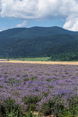Obraz premium Flowering lavender. Field of blue flowers. Lavandula - flowering plants in the mint family, Lamiaceae. 
