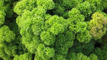 Petroselinum crispum var. crispum Mooskrause parsley in a garden.
