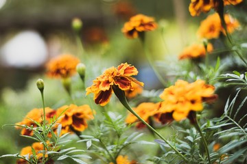 yellow flowers in the garden