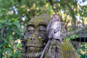 Portrait of a monkey sitting on a stone sculpture of a monkey at sacred monkey forest in Ubud, island Bali, Indonesia . Closeup