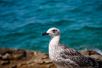 Seagull looks curiously on the rock with blue sea on the background