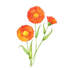 watercolor calendula flowers