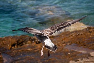 A seagull landing to the rock with the sea on the background