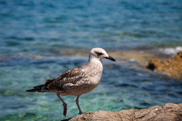 Seagull walking on the rock with blue sea on the background