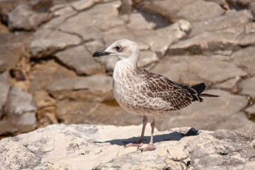 Seagull standing on the rock