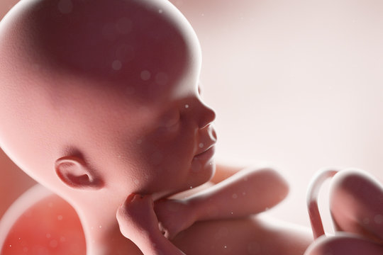 3d rendered medically accurate illustration of a human fetus - week 24