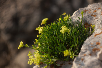 Lonely green plant grow from a rock