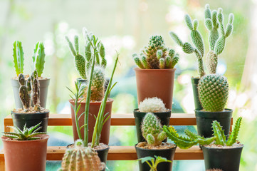 Cactus plant pot decoration in house, mini cactus next to windows with sun light.