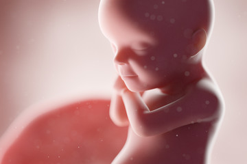 3d rendered medically accurate illustration of a human fetus - week 30 - obrazy, fototapety, plakaty
