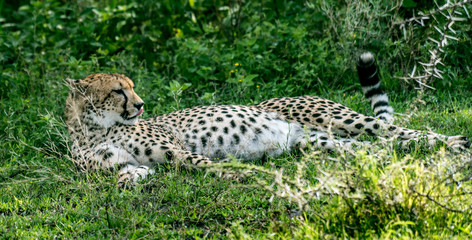 Beautiful Cheetah lying on the Grass