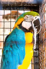 Ara Ararauna parrot in cage, North Macedonia
