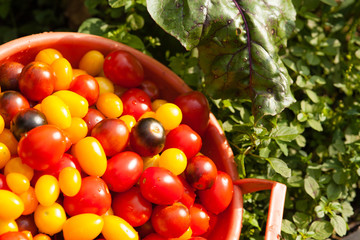 Sieve with cherry tomatoes against the background of green grass in an garden