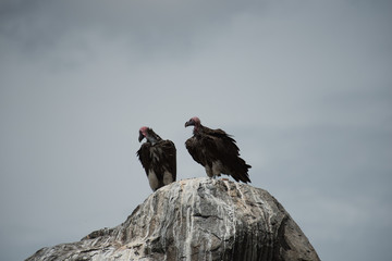 Two Buzzards waiting for prey