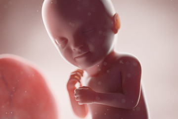 Fototapeta premium 3d rendered medically accurate illustration of a human fetus - week 33