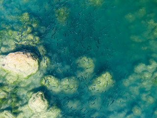 Fish shoal (The thinlip mullet, Chelon ramada)  in Krka National Park