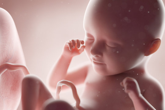 3d rendered medically accurate illustration of a human fetus - week 35