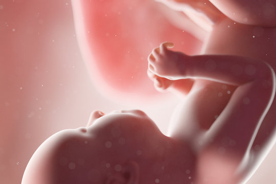 3d rendered medically accurate illustration of a human fetus - week 37