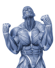 Obraz premium muscle man anatomy in an white background